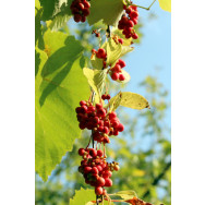 Bio-Schisandra-Beere 100g - DE-ÖKO-006 Kontrollstelle